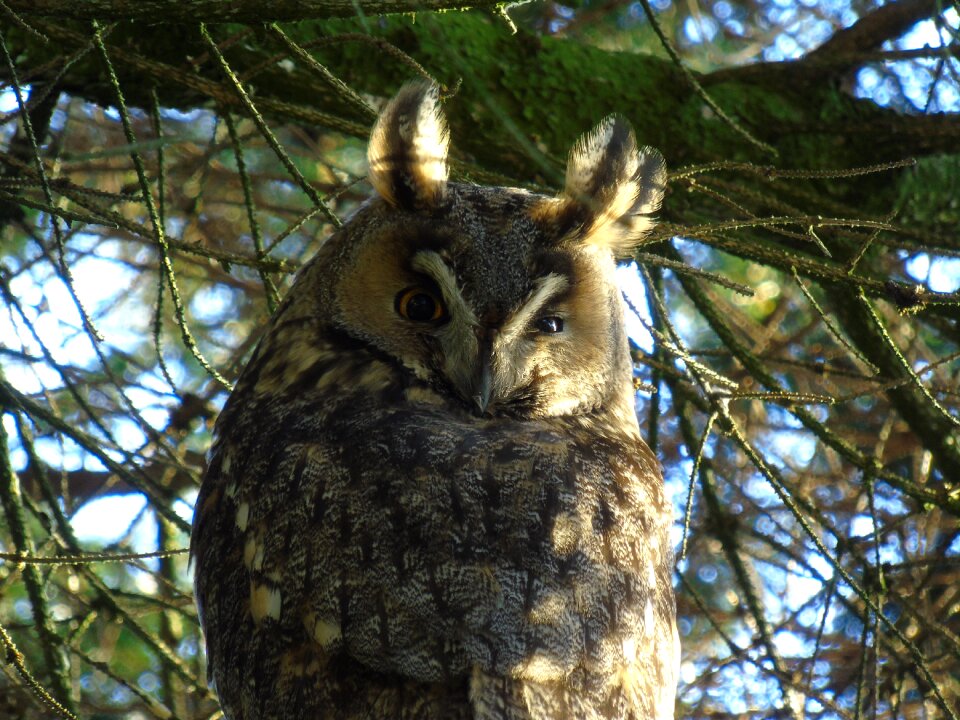 Forest bird night active