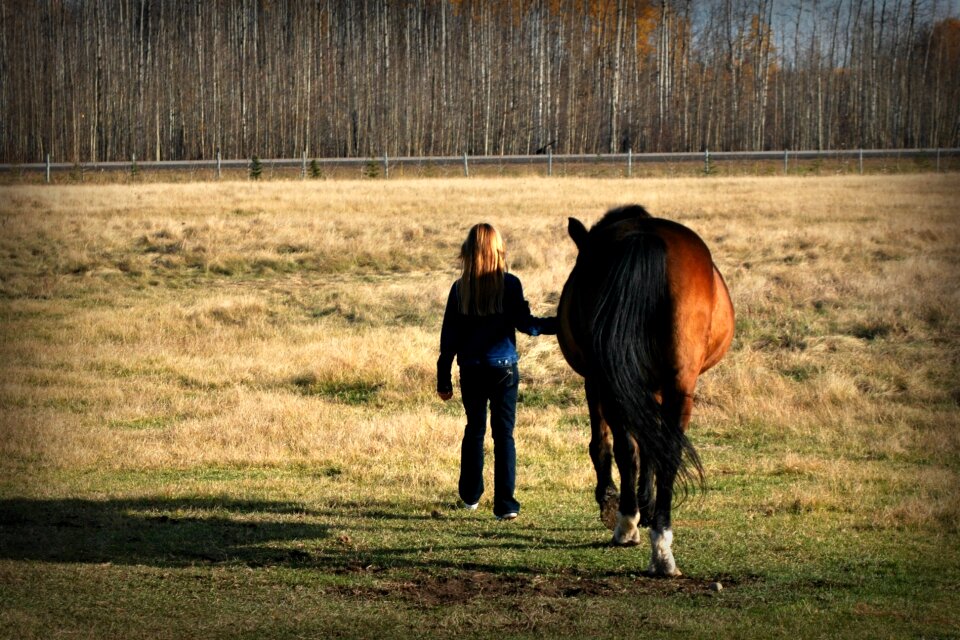 Pasture animal farm