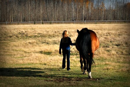 Pasture animal farm