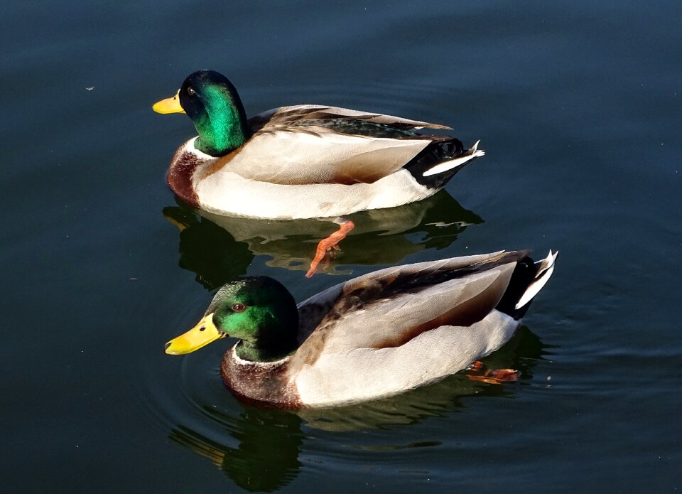 Mallards lake animal
