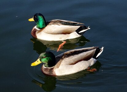 Mallards lake animal