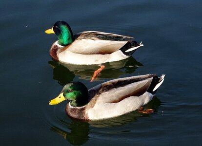 Mallards lake animal photo