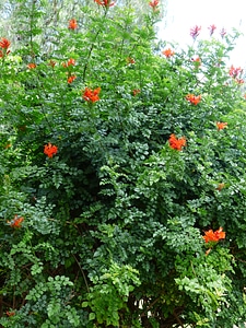 Bloom red evergreen bush