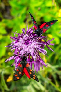 Insect summer colorful photo