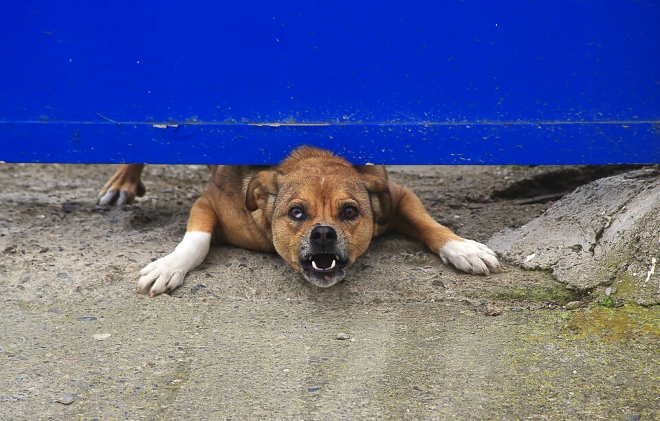 Domestic animal teeth threatening