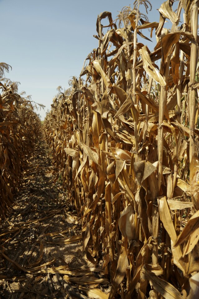 Harvest agriculture field