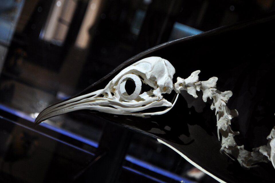 Skull taxidermy bird