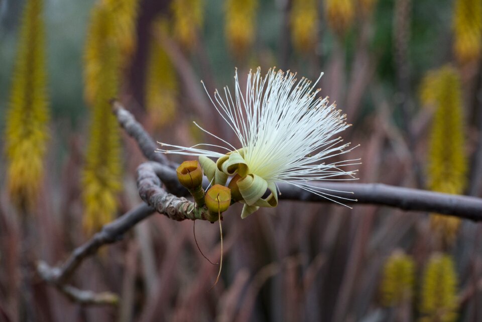 Fuerteventura white flower spring