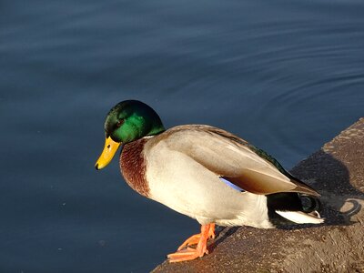 Bird nature mallards photo