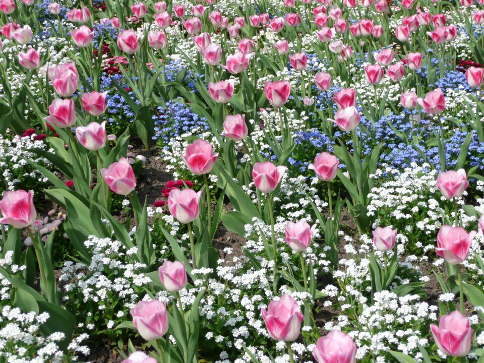 Hesse germany flower bed
