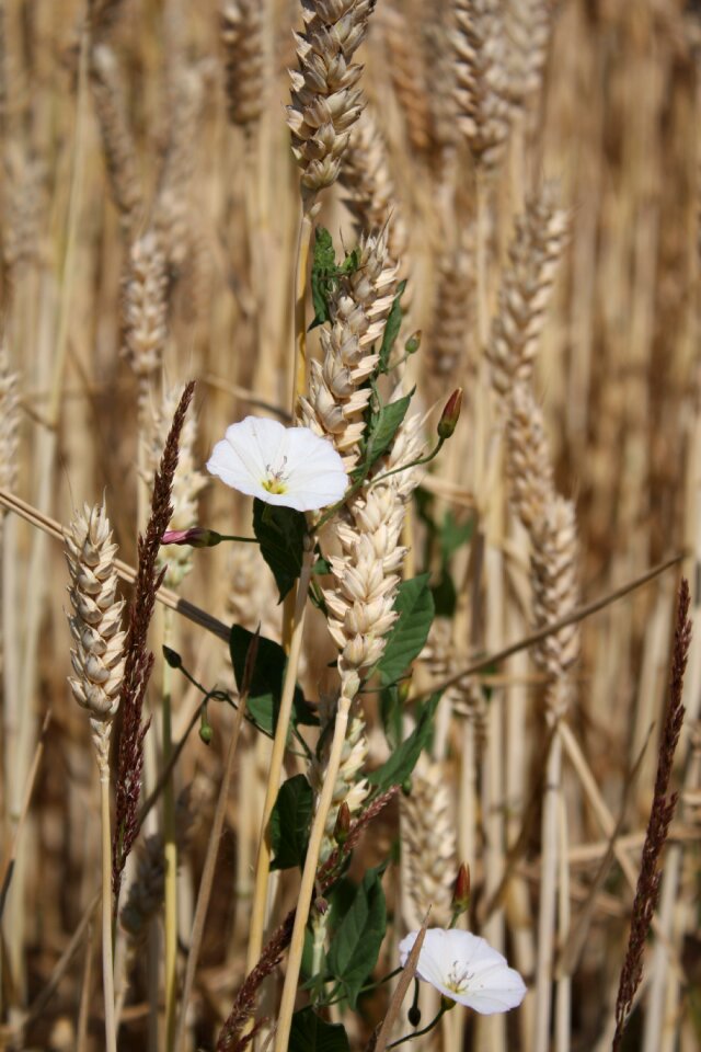 Field wheat creepers