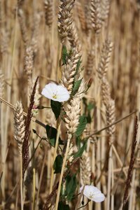 Field wheat creepers