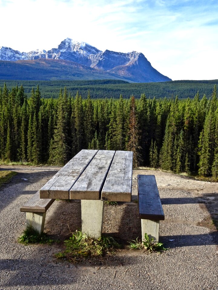 Forest landscape outdoor