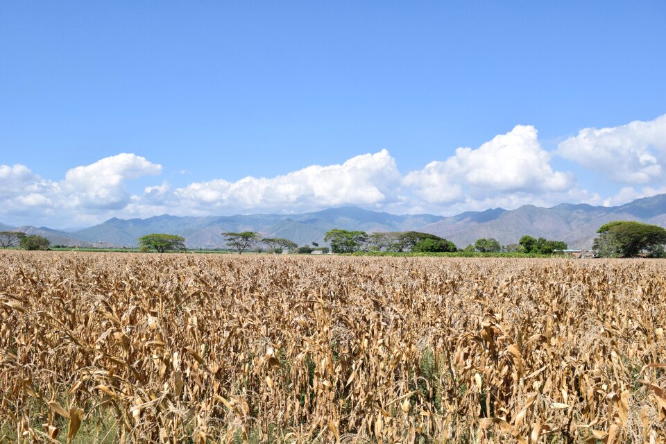 Agriculture harvest grain