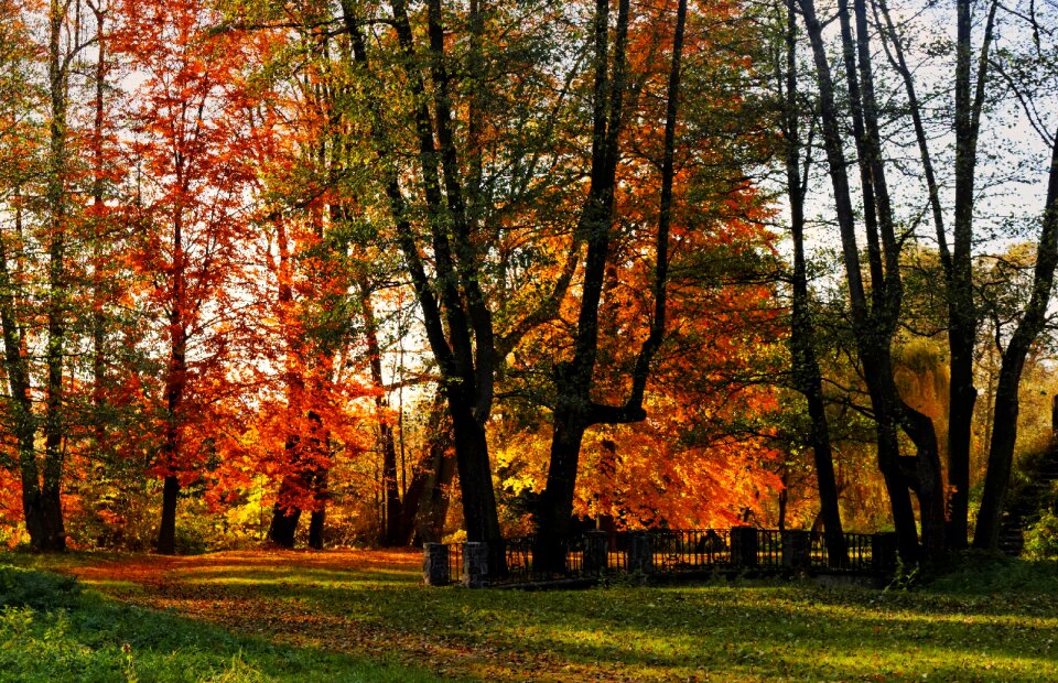 Yellow leaves gold tree photo