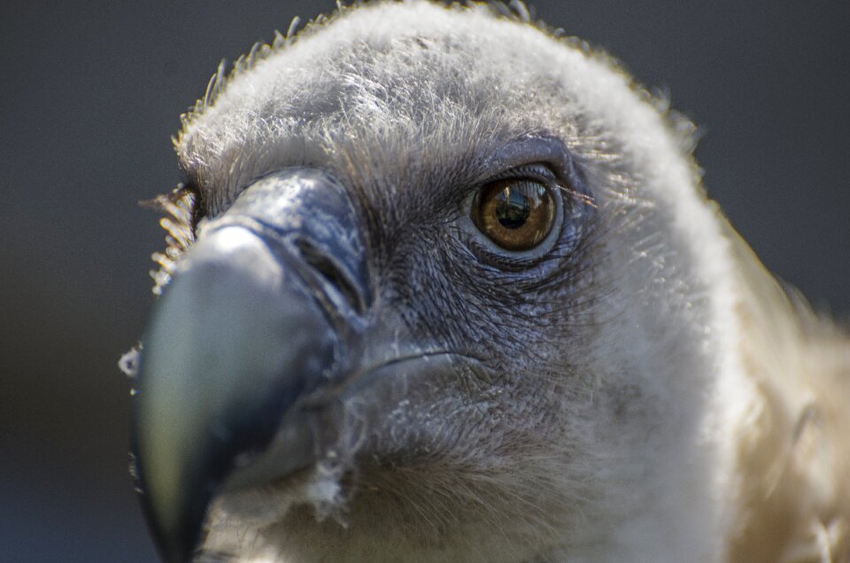 Raptor animal portrait wildlife