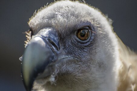 Raptor animal portrait wildlife