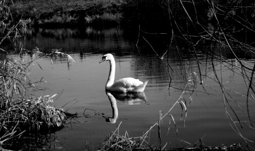 Lake nature black and white