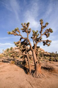 Desert nature summer