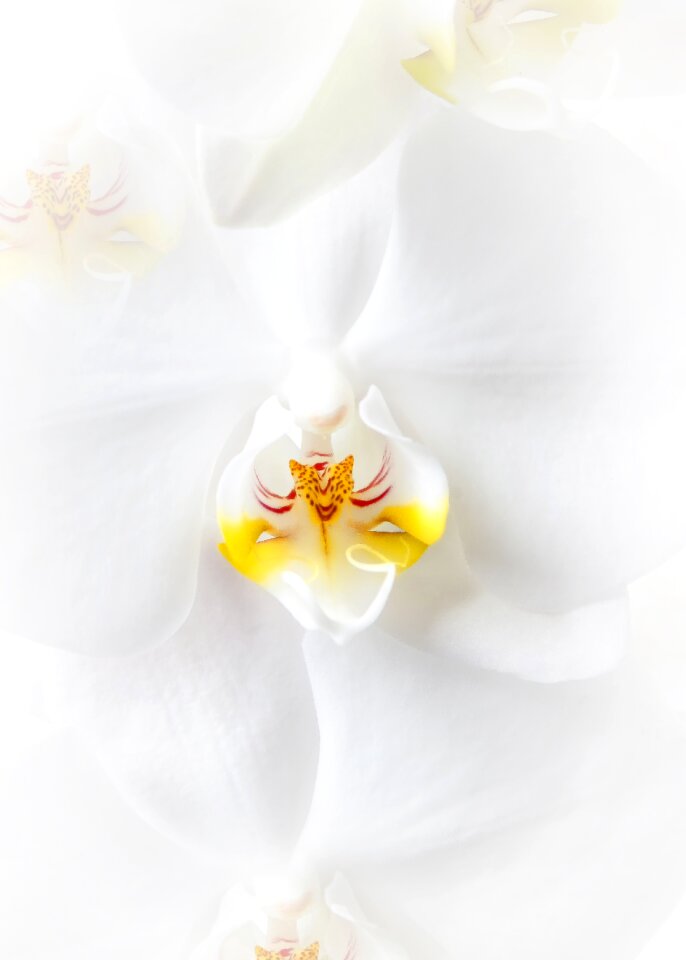Phalaenopsis orchid flower tropical