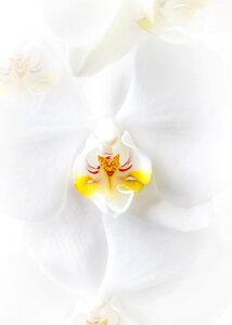 Phalaenopsis orchid flower tropical photo