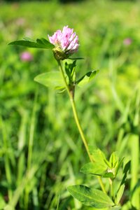 Grass greens flower