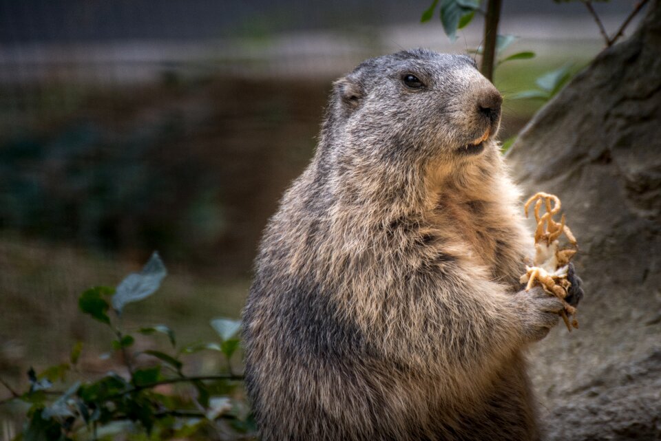 Wild animal animal portrait eat