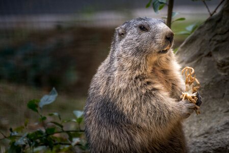 Wild animal animal portrait eat