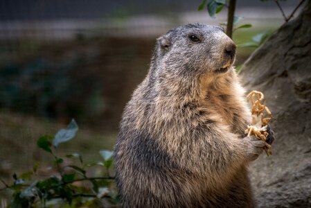 Wild animal animal portrait eat photo