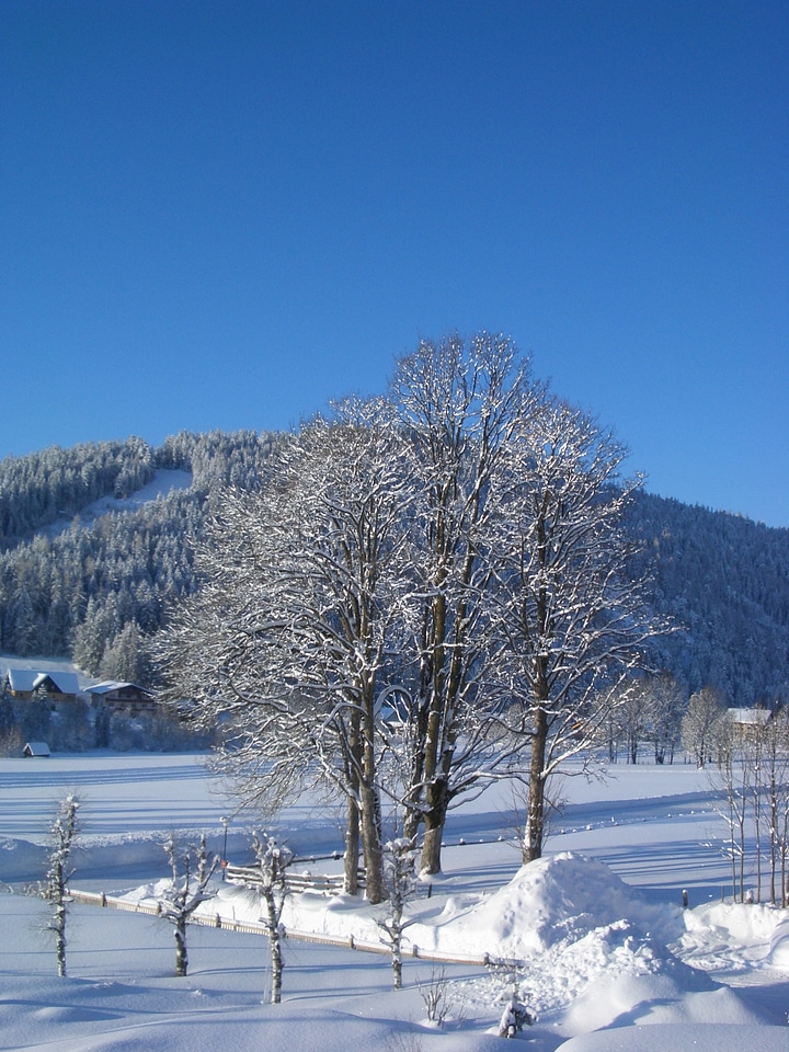Trees snow wintry