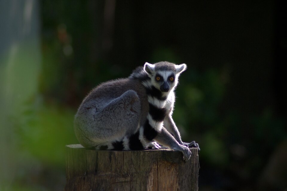 Animal nature cute