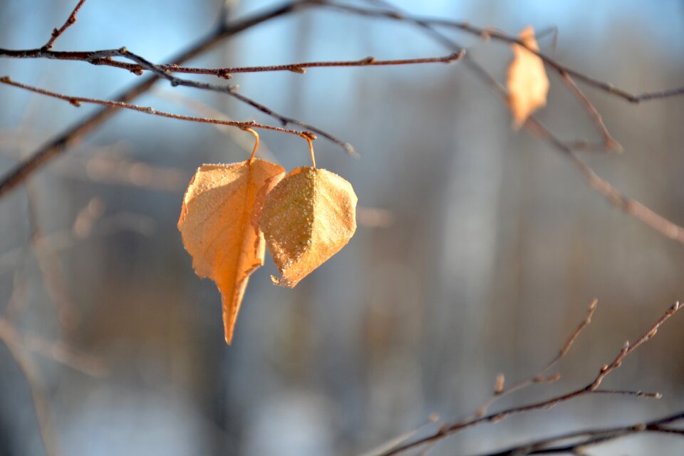 Frost leann nature