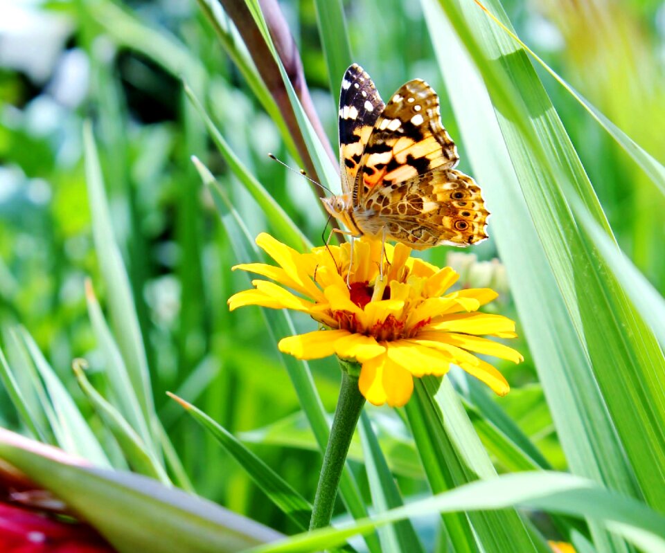 Spring design insect