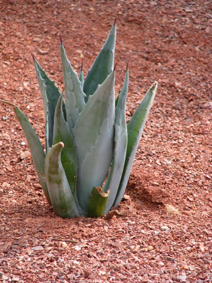 Desert plant natural