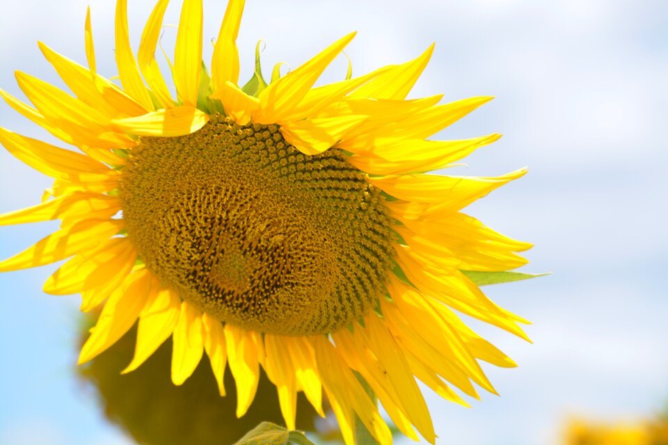Nature yellow bright