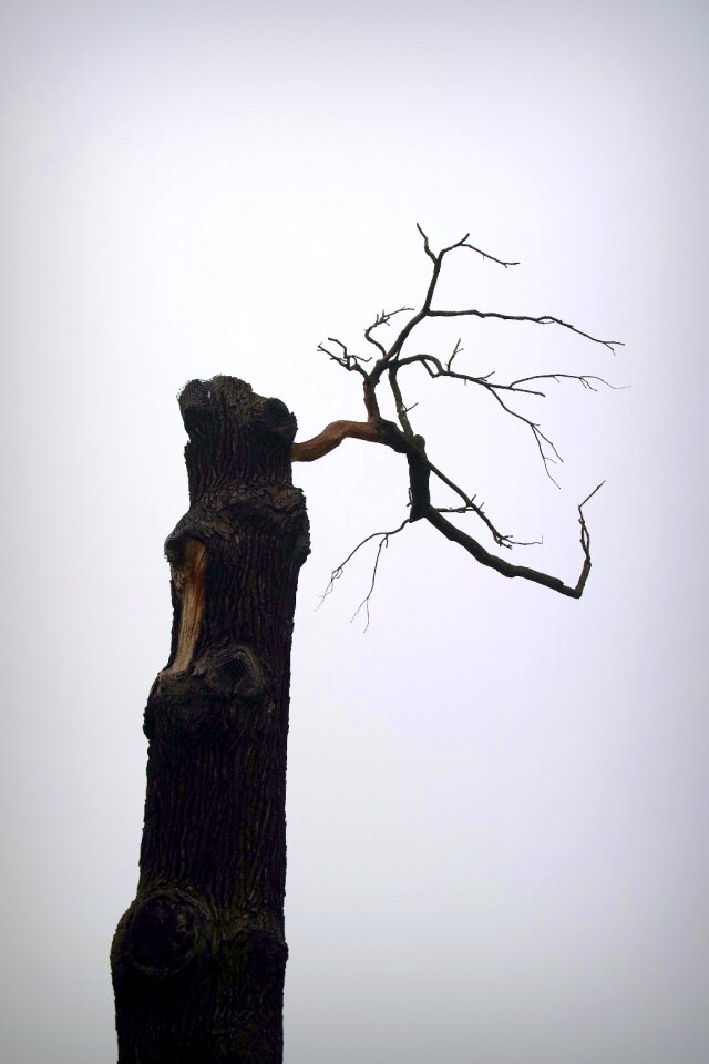 Natural monument boat stump