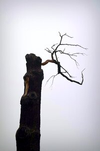 Natural monument boat stump