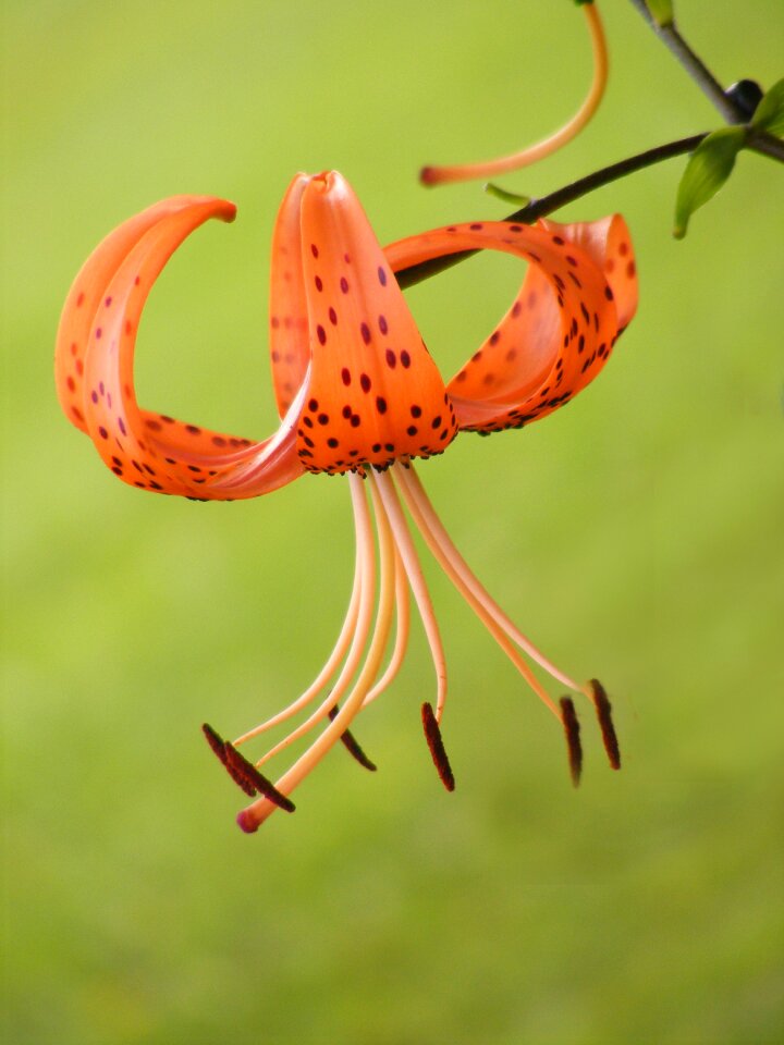 Single orange blossom