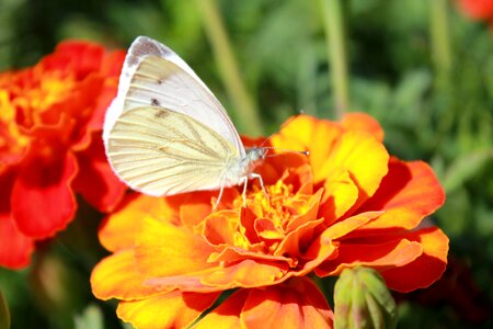 Butterfly on a flower flower beautiful butterfly photo