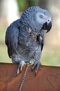 Bird animals nature