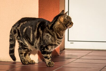 Domestic cat coat dachowiec photo