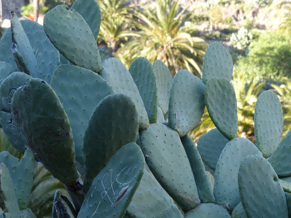 Prickly pear ears leaves opuntia
