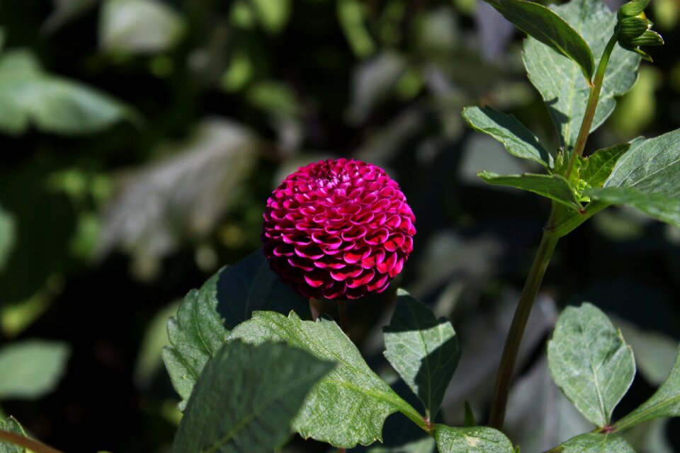 Botanical garden gothenburg summer