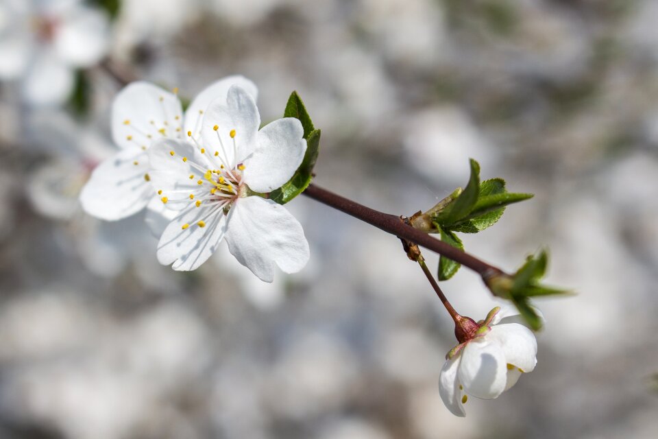 Blossom spring nature