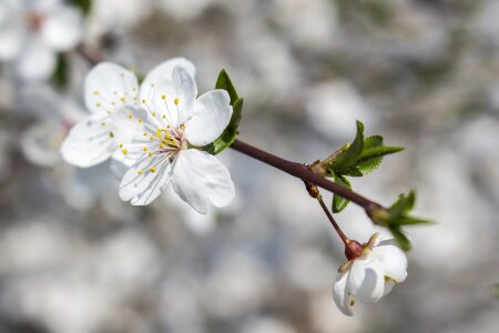 Blossom spring nature