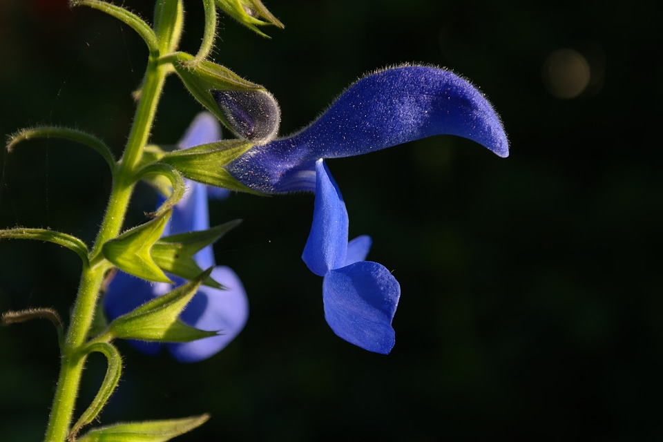 Blue shrub ornamental shrub