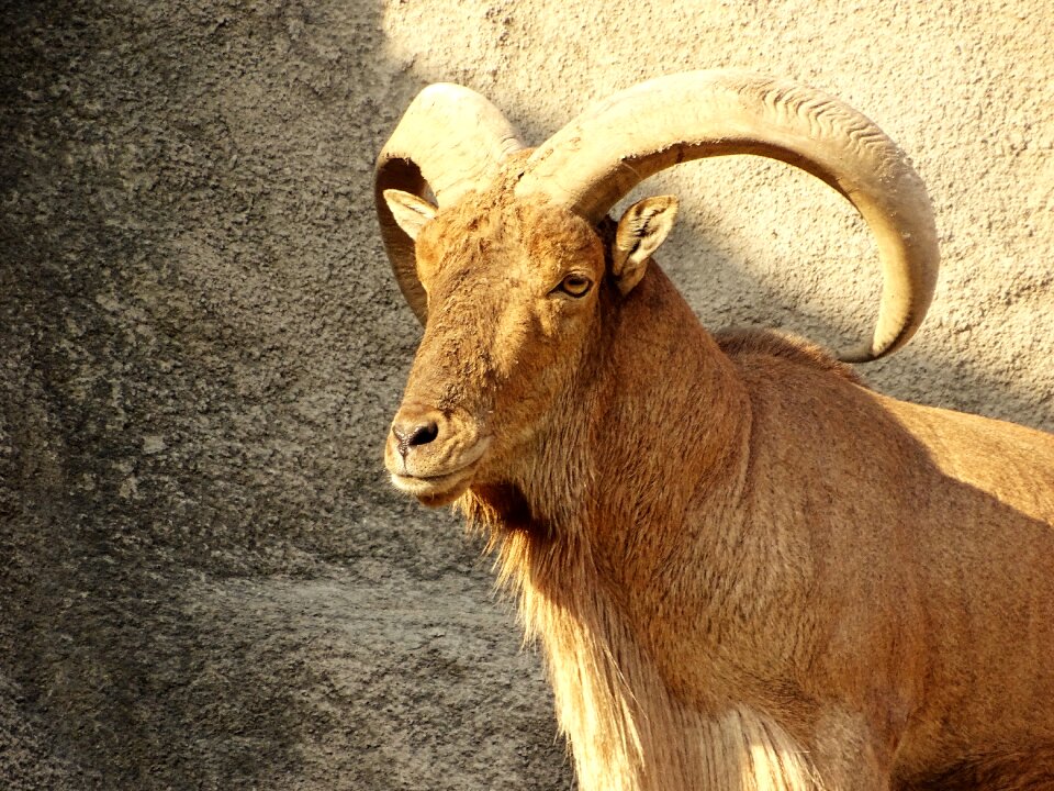 Wild goat horn animal
