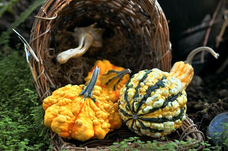 Autumn vegetables thanksgiving