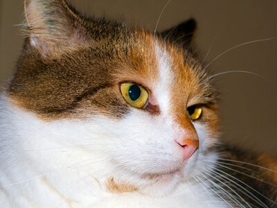 Look lucky cat face