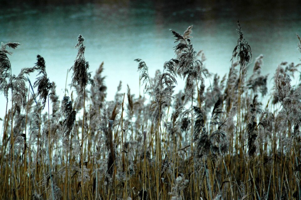 Reeds winter frost